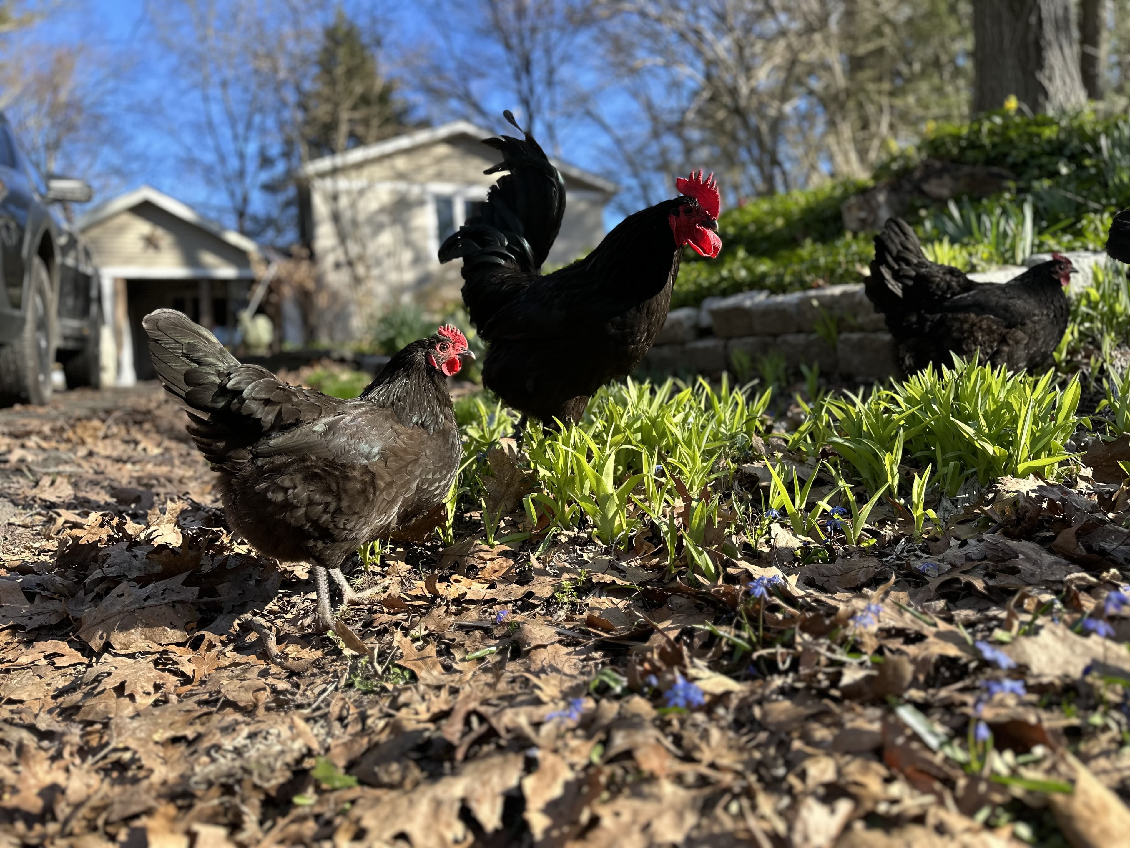 Free-range chickens on the property