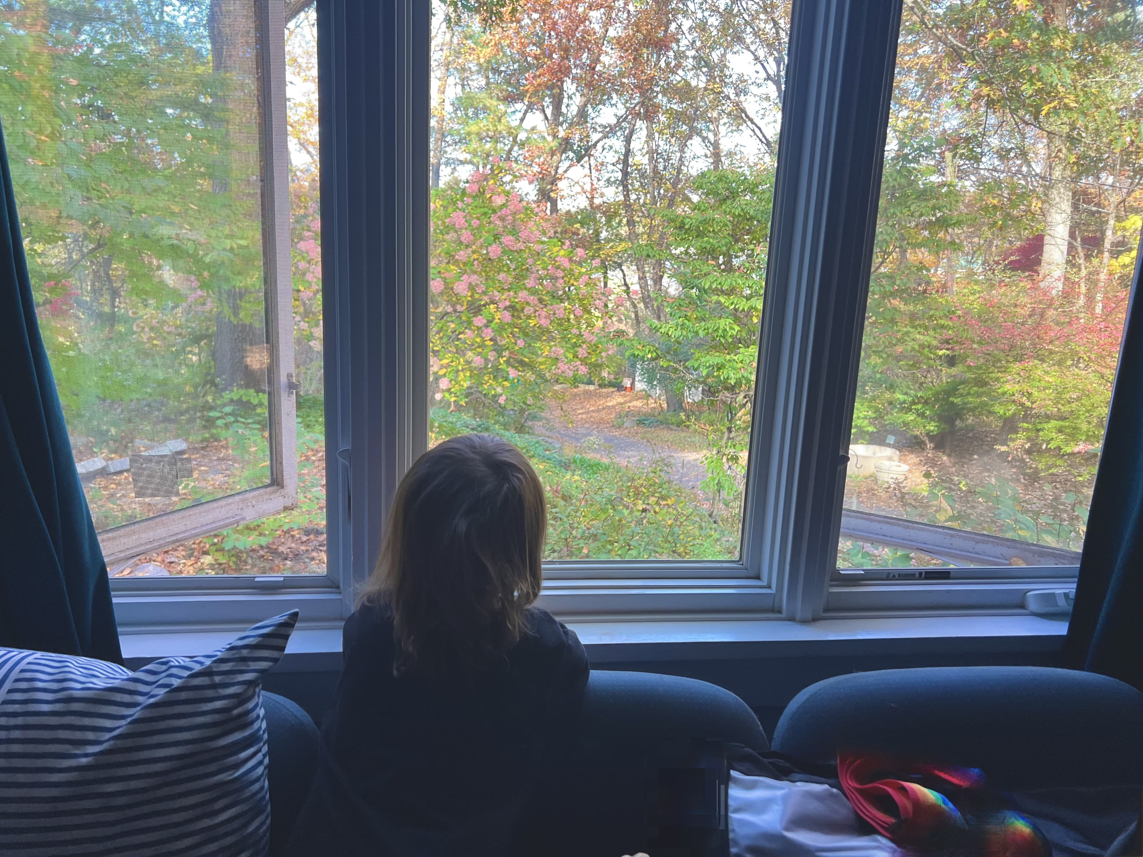 Window view of the natural surroundings
