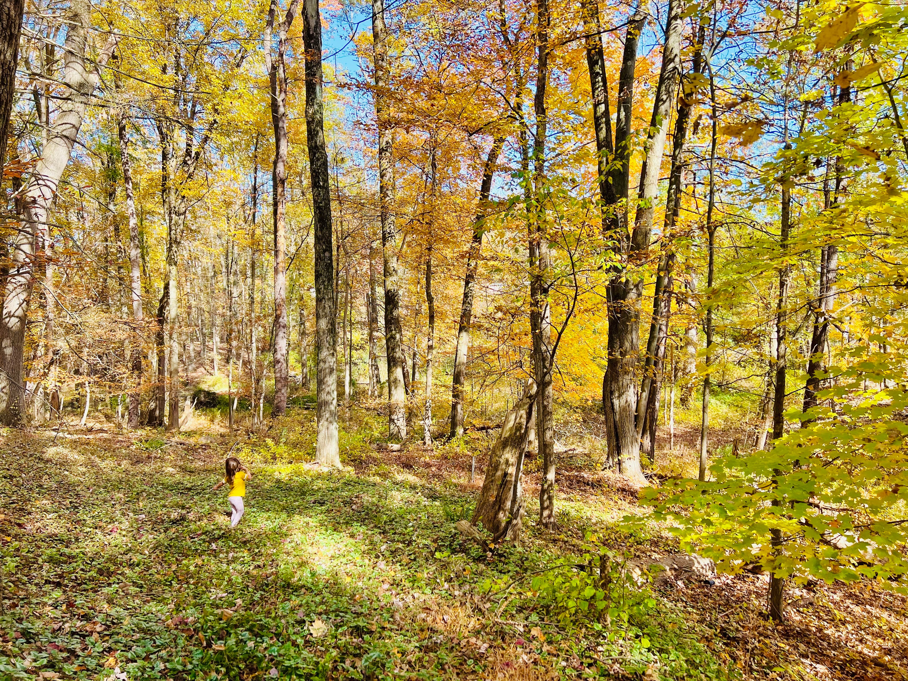 Wooded setting surrounding the property